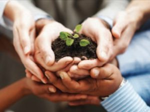 image of a seedling being nurtured